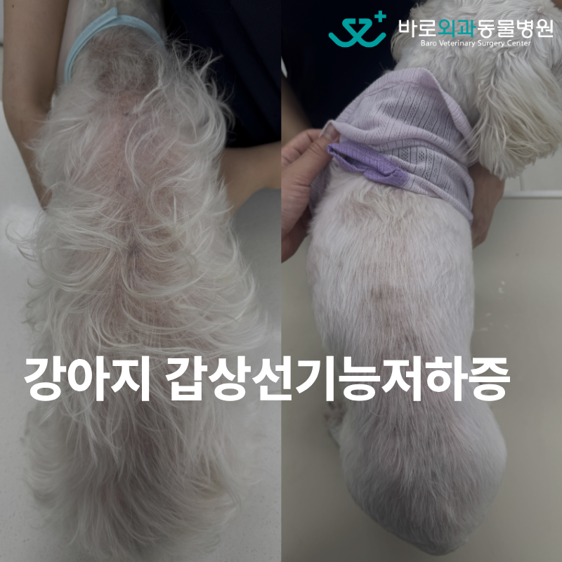 강아지 갑상선기능저하증 증상과 진단, 치료와 예후까지