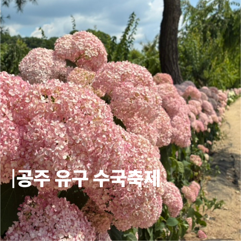 공주 유구 수국축제 2026 실시간 개화 기간 주차 포토존 총정리