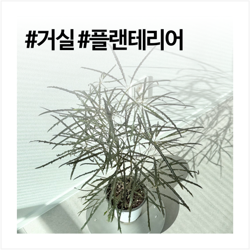 거실 화분 인테리어 감도 높이는 아라리아 키우기 방법
