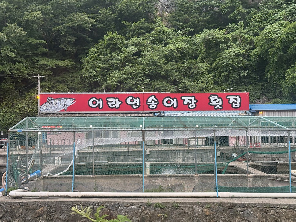 어라연송어장횟집 사진 6