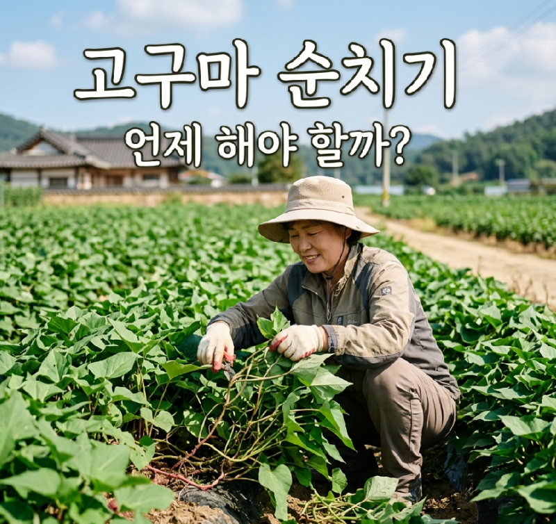 고구마 순치기, 언제 어떻게 해야 할까요? 시기부터 방법까지
