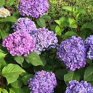 아이폰7 아이폰8 사진 색감 비교 차이 (구리한강시민공원 수국)