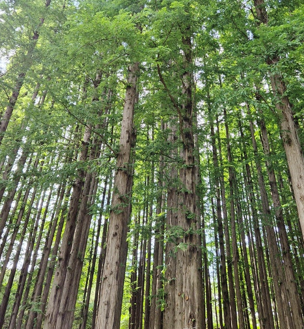[인천 가볼 만한 곳] 비 온 뒤 더 싱그러운 늘솔길공원 메타세쿼이아 양떼목장까지 힐링 코스