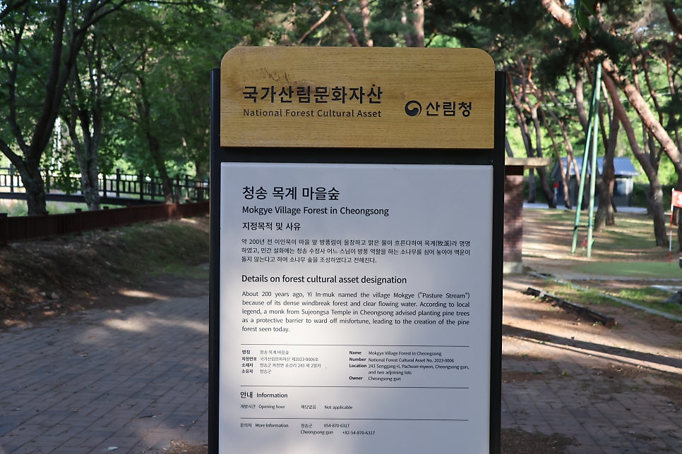 목계솔밭 사진 4