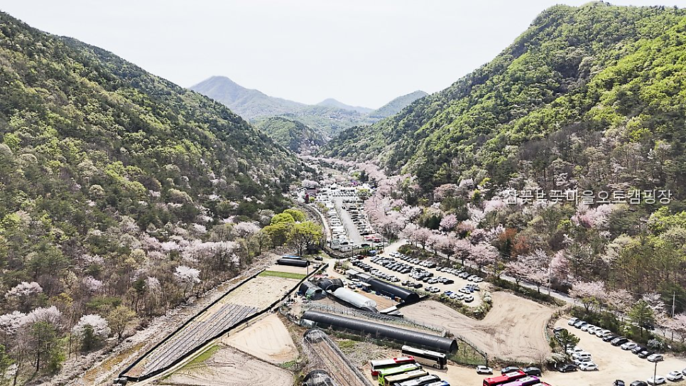 산꽃벚꽃마을 오토캠핑장 사진 1