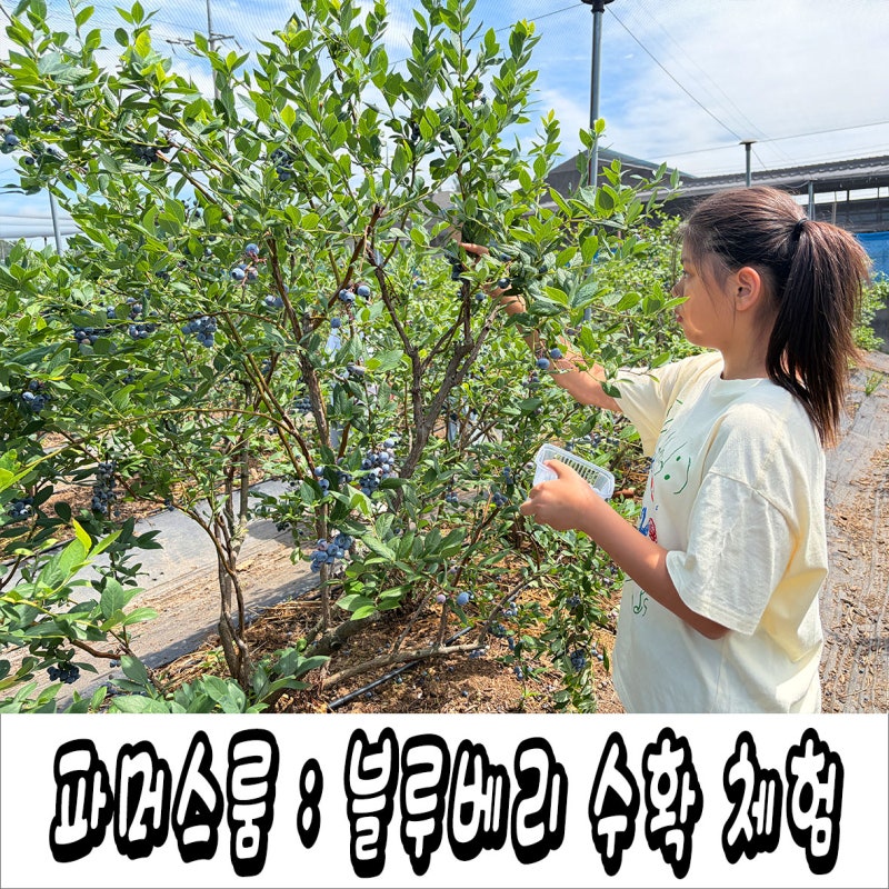 대구 근교 나들이 가볼만한 곳 상주 블루베리 수확 체험 : 경북 이색 체험 공간 파머스룸 카....
