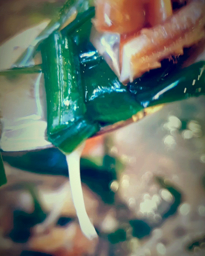 시원한 국물이 일품인 강릉교동섭국 맛집 담치마을