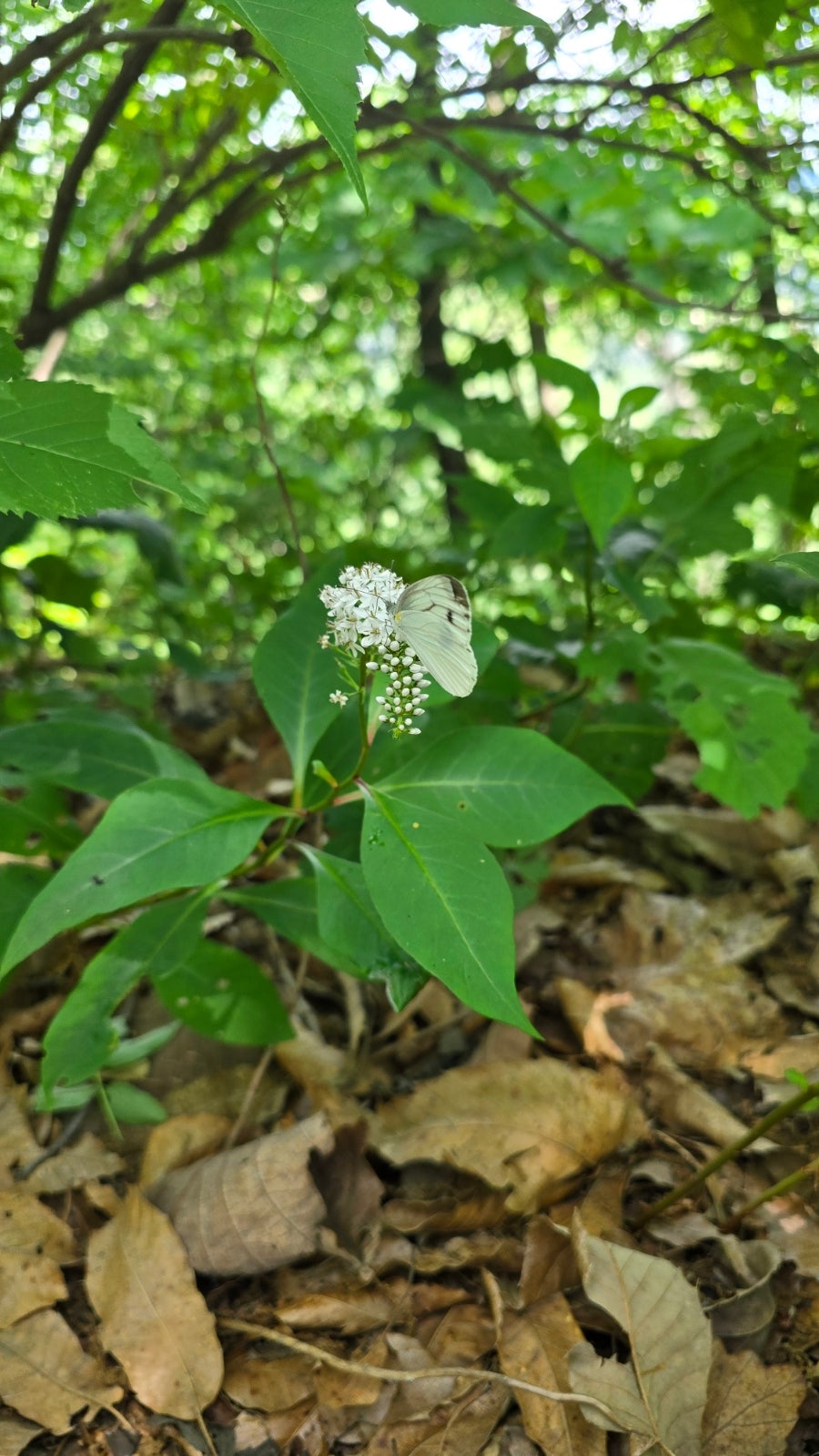 인등산 사진 5