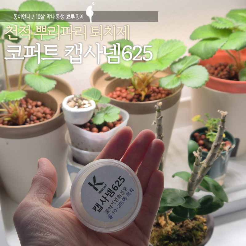 뿌리파리 퇴치 추천 토양살충제 코퍼트 캡사넴 천적 풀쐐기병원선충으로 해충박멸하기