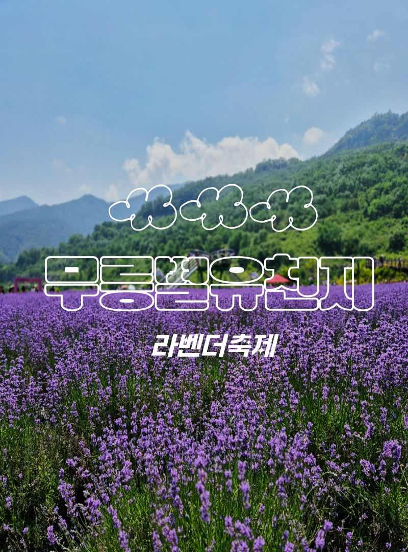 [강원도/동해시] 강원도 여름여행_무릉별유천지_동해 라벤더_무릉별유천지 입장료_라벤더 축....