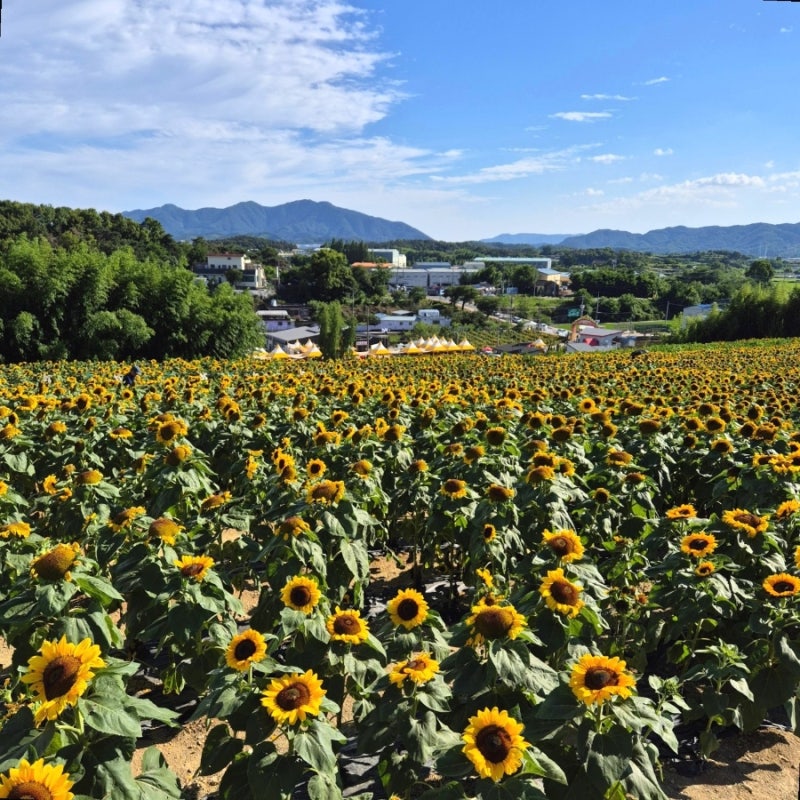 경남 함안 강주 해바라기마을 축제(26년 6월 27일 후기)