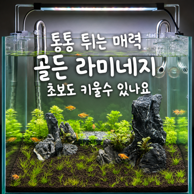 <b>골든볼</b> 라미네지 물고기 키우기, 2자광폭어항 꾸미기