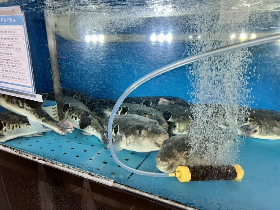 대복복집 사진 5