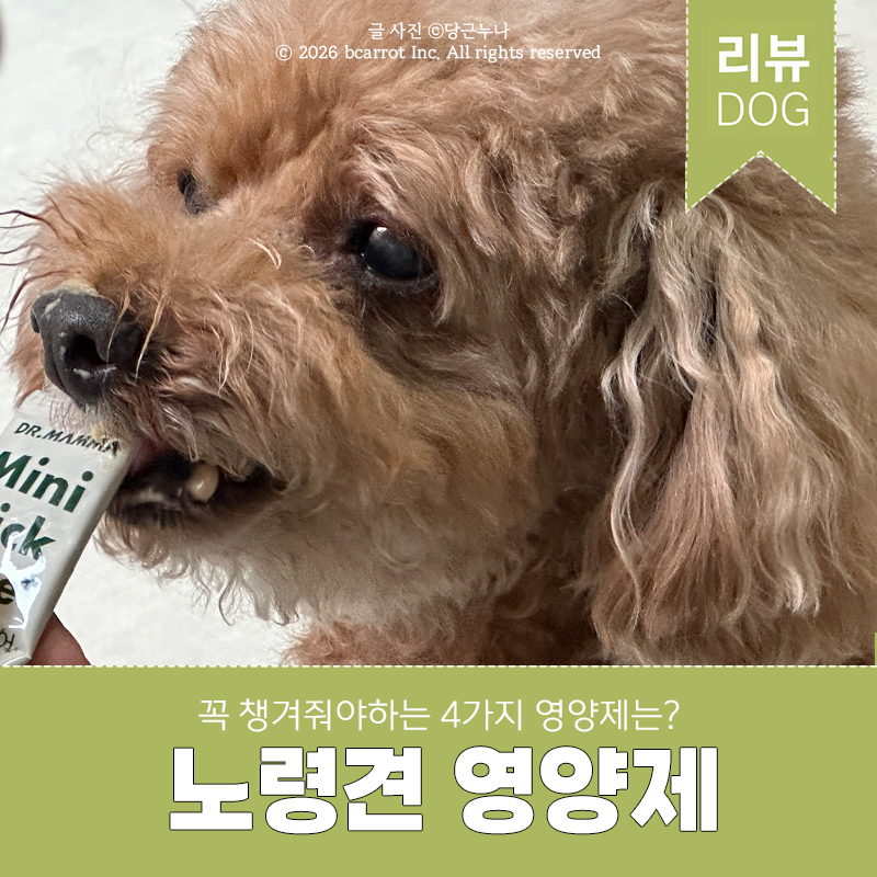 노견 영양제 절대 놓치면 안되는 4가지는?