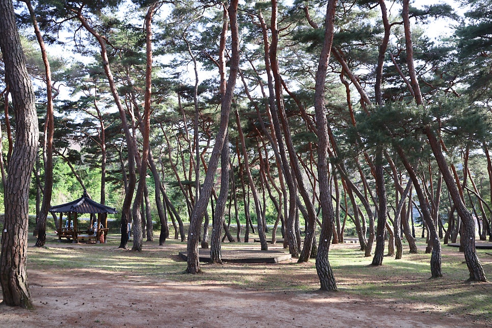 목계솔밭 사진 3