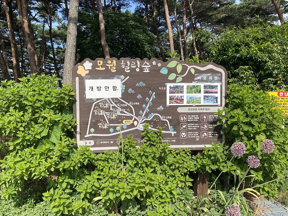 모월힐링숲 사진 5