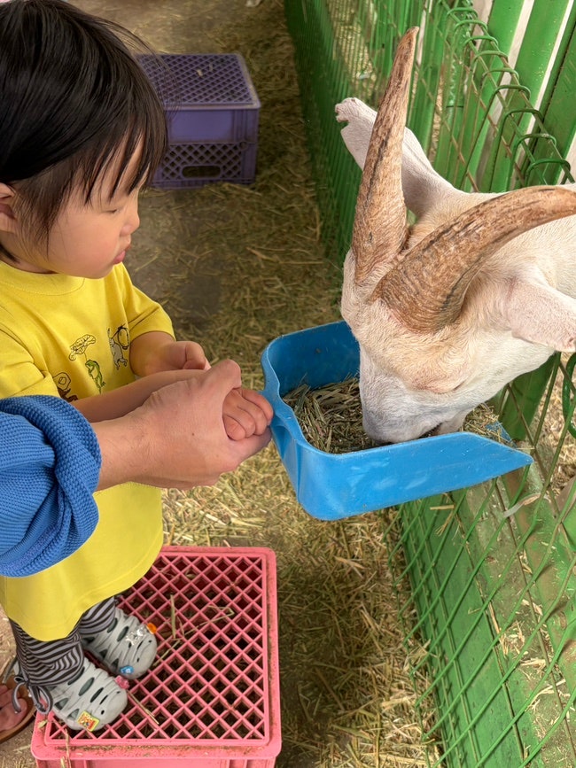김포 연보람목장 체험 | 6살, 21개월 아기랑 다녀온 꿀팁 • 주차 • 예약방법