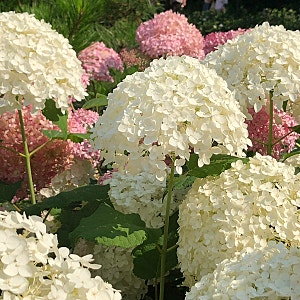아이폰7+ 아이폰8+ 망원 카메라 색감 비교 (초안산 수국동산)