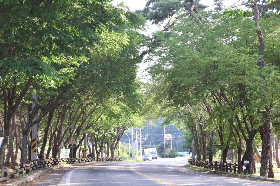 목계솔밭 사진 2