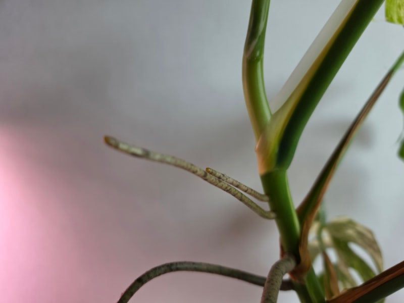 몬스테라 공중뿌리 잘라 말아? 기근 관리법 부러졌을 때 대처법 How to Care for Monstera Aerial Roots