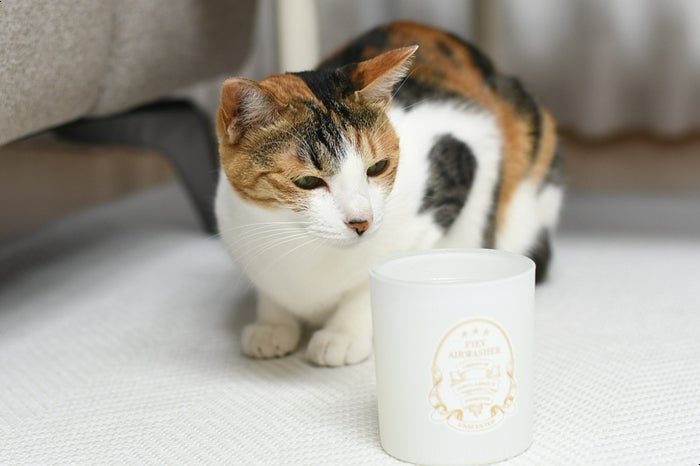 강아지 고양이 방향제 무향 고체 피에브 탈취제