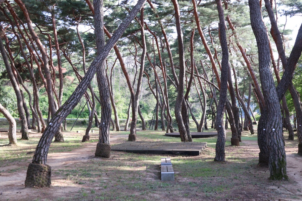목계솔밭 사진 6