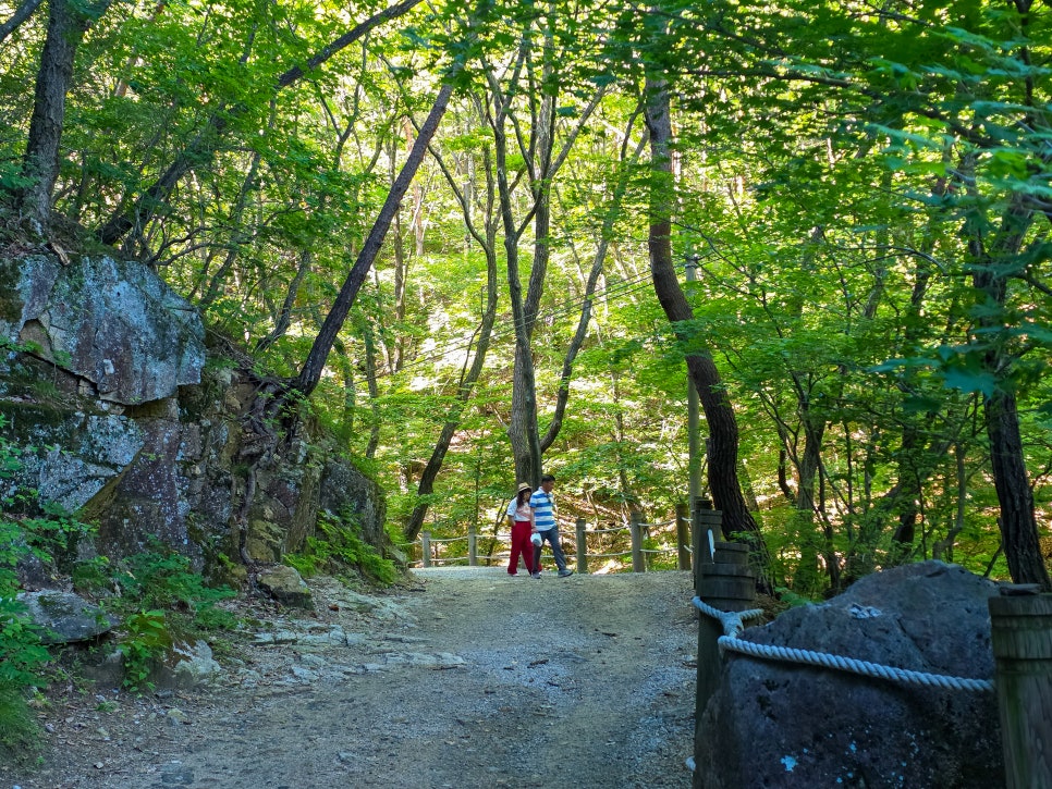 세향다원 사진 4