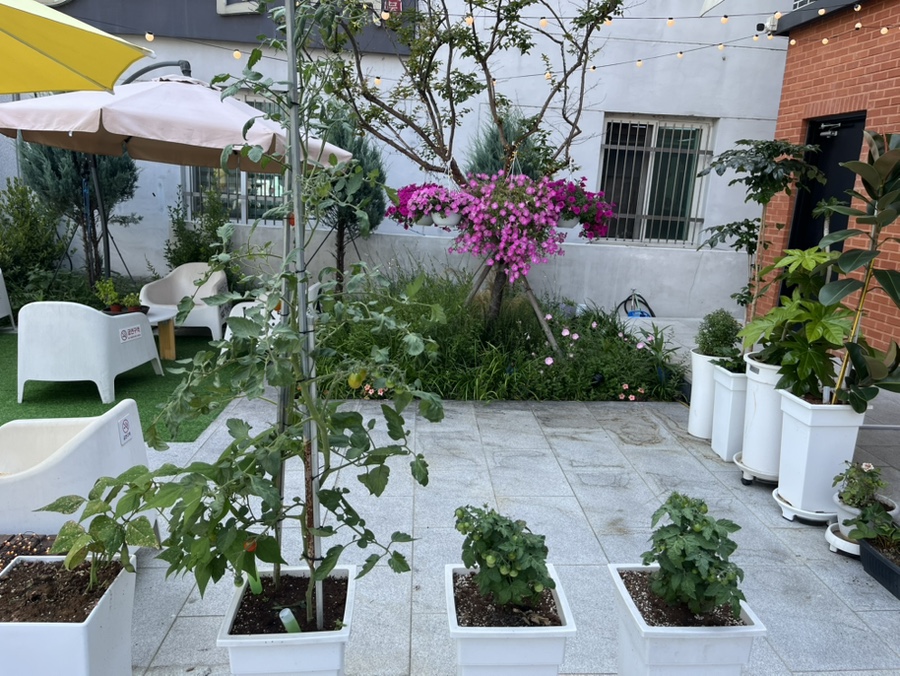마중향 사진 6