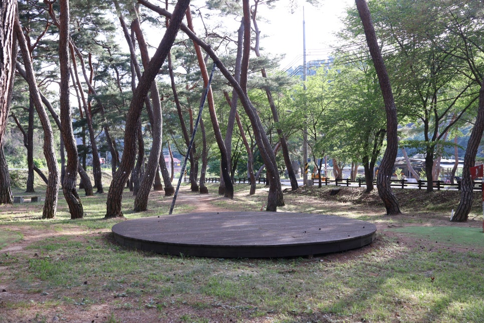 목계솔밭 사진 5