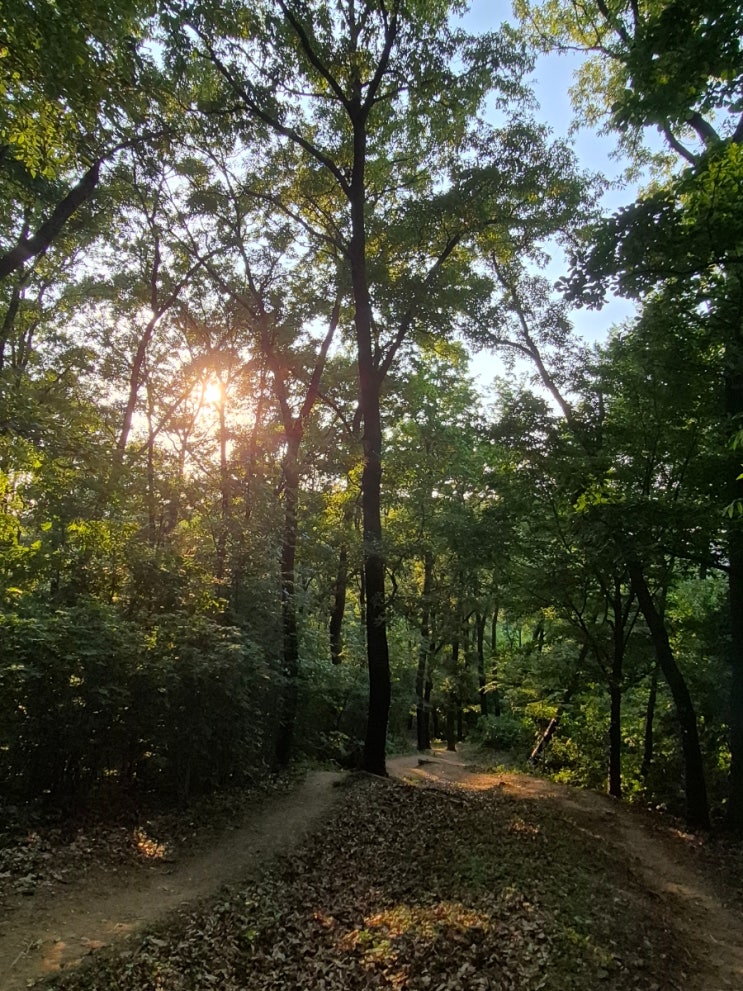 오늘 늦은 오후에 아리산을 거닐며...