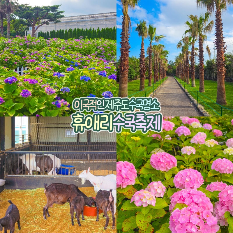 제주도 수국 명소 제주 휴애리 자연생활공원 수국축제