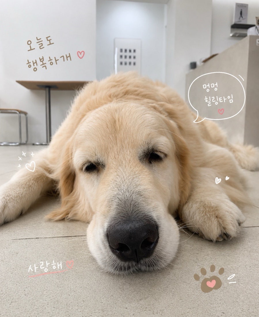 옛날손짜장 사진 4