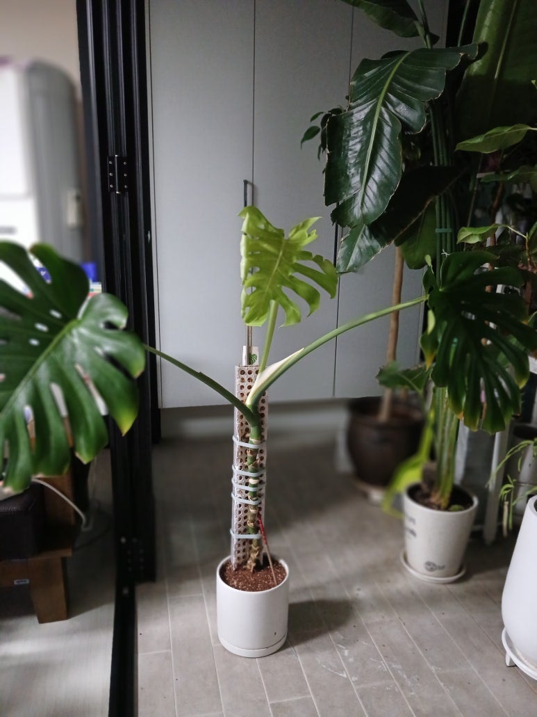 [베란다 가드닝] 단돈 5천원으로 60cm 다이소 몬스테라 수태봉(수태벽) 만들기! 과습·곰팡이 ....