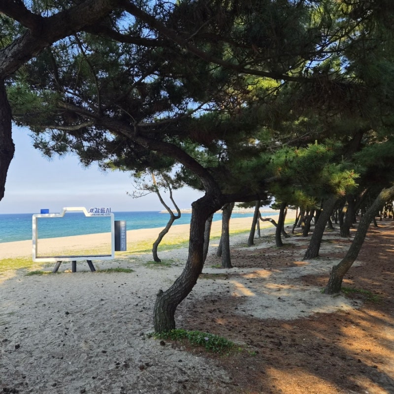 강릉여행 러닝코스 추천, 해변과 소나무길 6~7km 힐링러닝