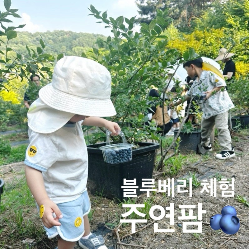 서울 근교 키즈 체험 주연팜 블루베리 농장 아기랑 블루베리 따기 & 청 만들기(feat. 물놀이, ....