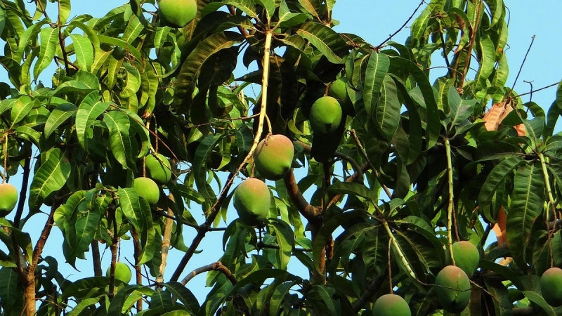 망고나무(Mango Tree), 햇살 품은 황금나무