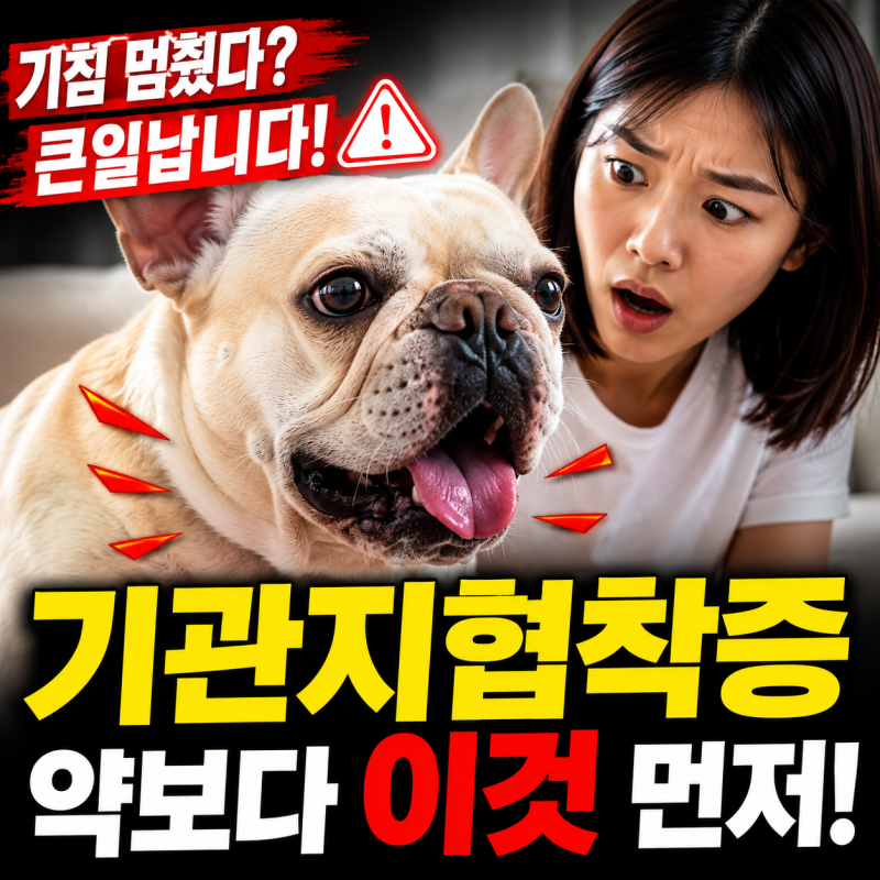 강아지 기관지협착증 증상 약보다 먼저 확인해야 할 위험 신호