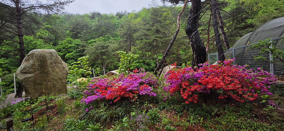 춘천별빛캠핑장 사진 1