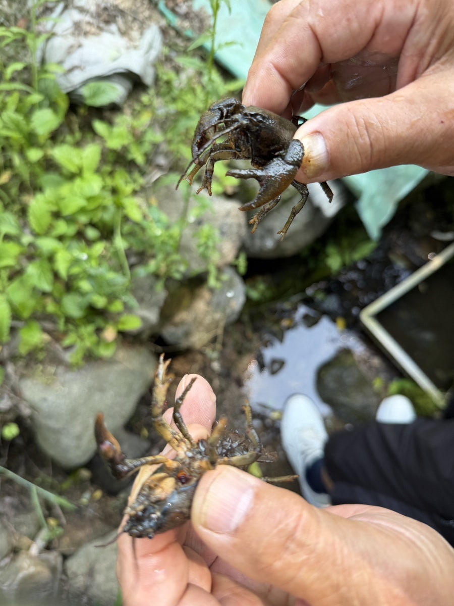 맷돌순두부 사진 5