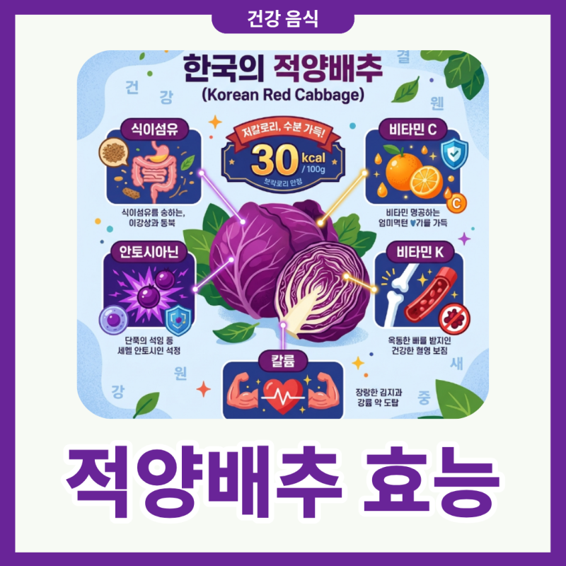 적양배추 효능 위건강 관리 양배추즙 먹는 방법 완벽 정리