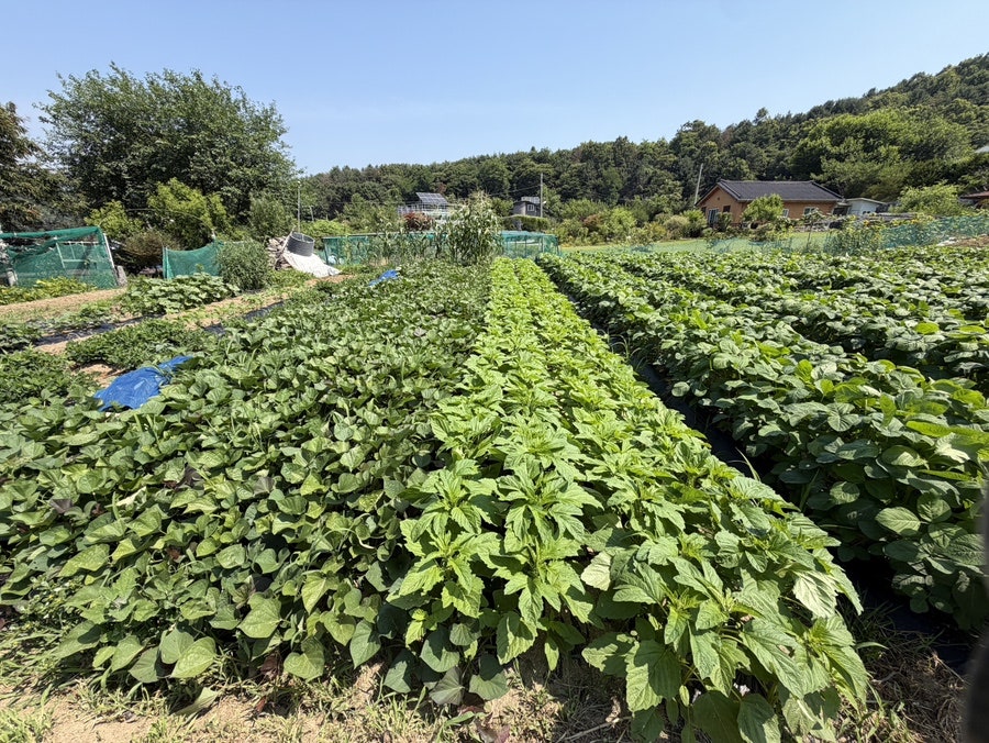 맷돌순두부 사진 3