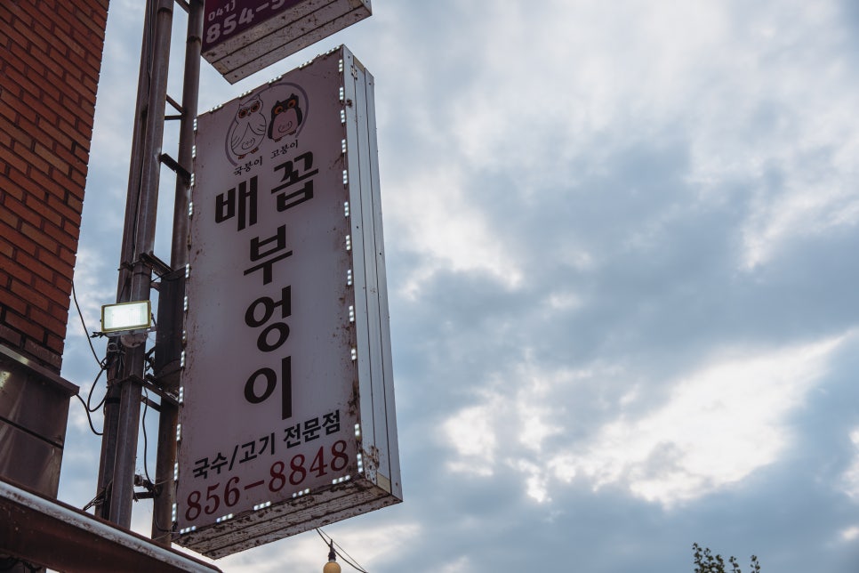 배꼽부엉이 사진 1