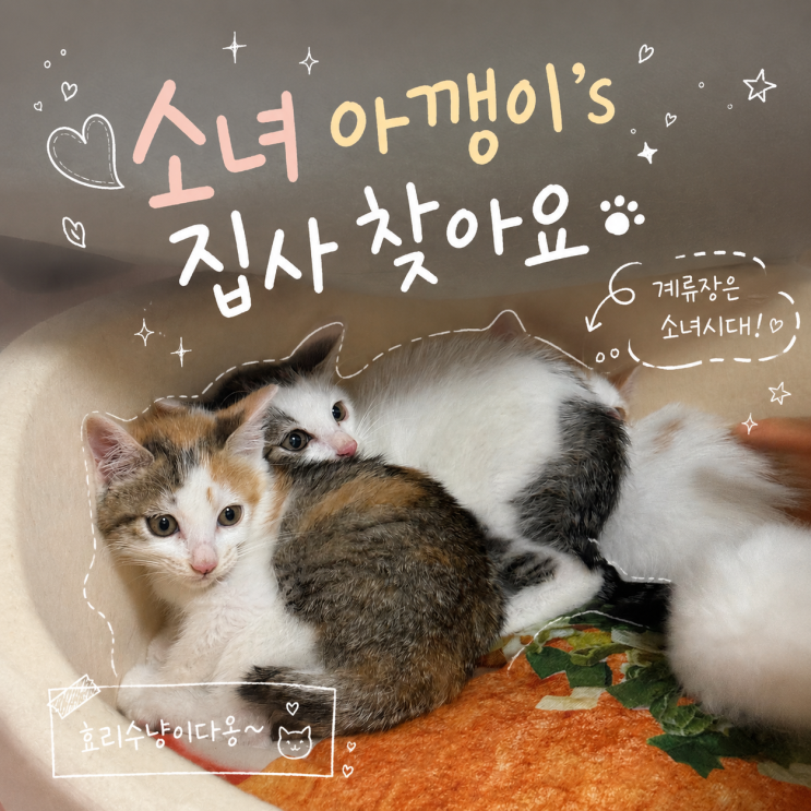 쉼터는 지금 <b>소녀시대</b>! <b>효리수</b> 아기 고양이 입양 보내요