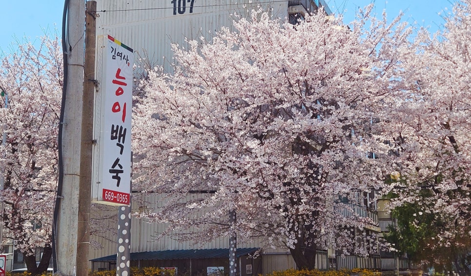 김여사능이백숙 사진 3