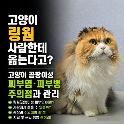 고양이 링웜 사람한테 옮는다고? 고양이 곰팡이성 피부염 피부병 주의점과 관리