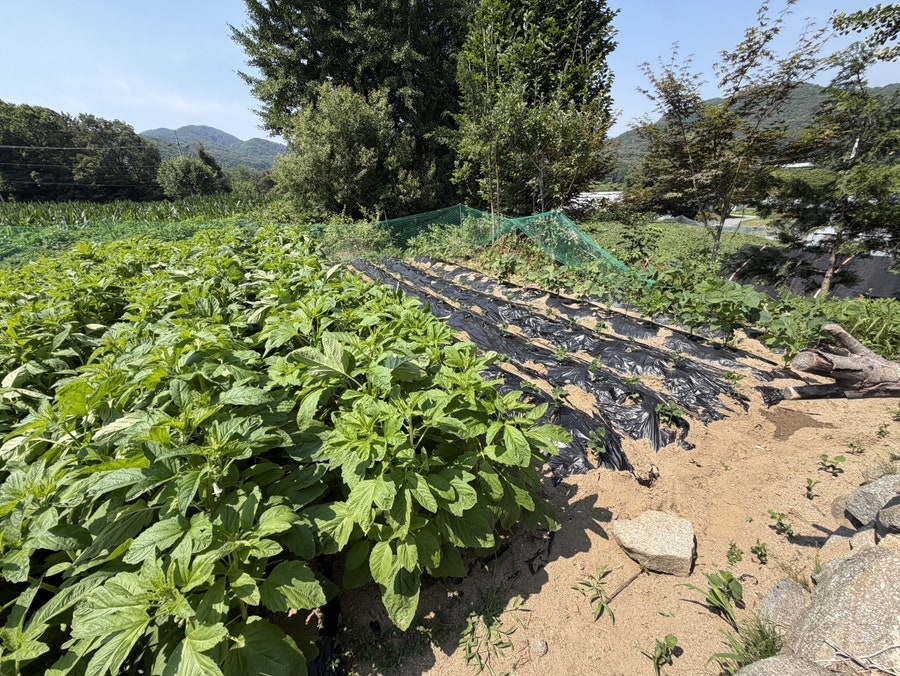 맷돌순두부 사진 4