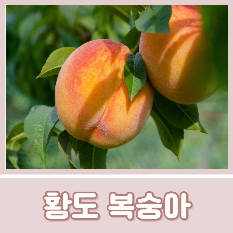 말랑한 황도복숭아 제철 칼로리 영양 챙기는 비법