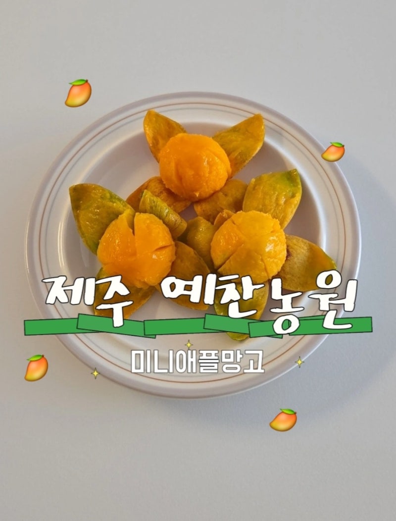 제주 예찬농원 미니애플망고 택배수령 후기, 망고젤리같은 미니망고