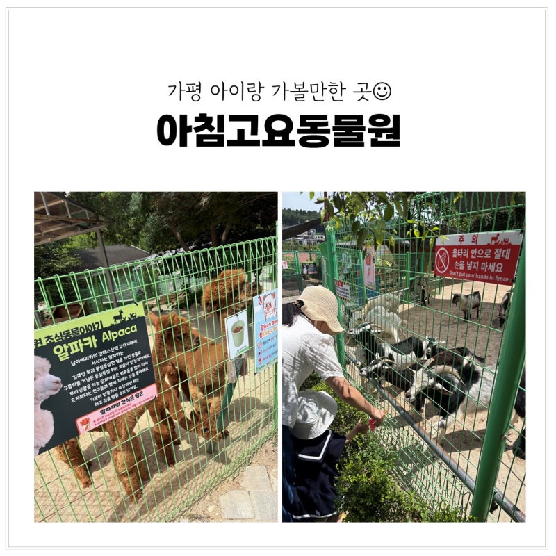 가평 아침고요동물원 가평 아이랑 가볼만한 곳 동물 먹이주기