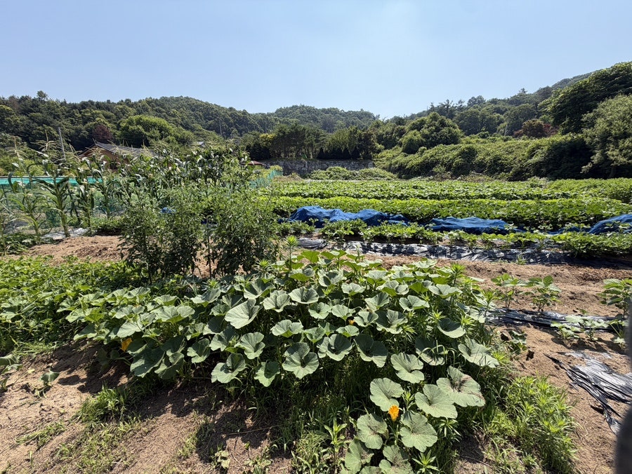 맷돌순두부 사진 1
